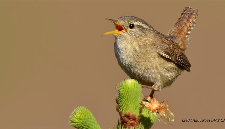 A small brown bird on a plant