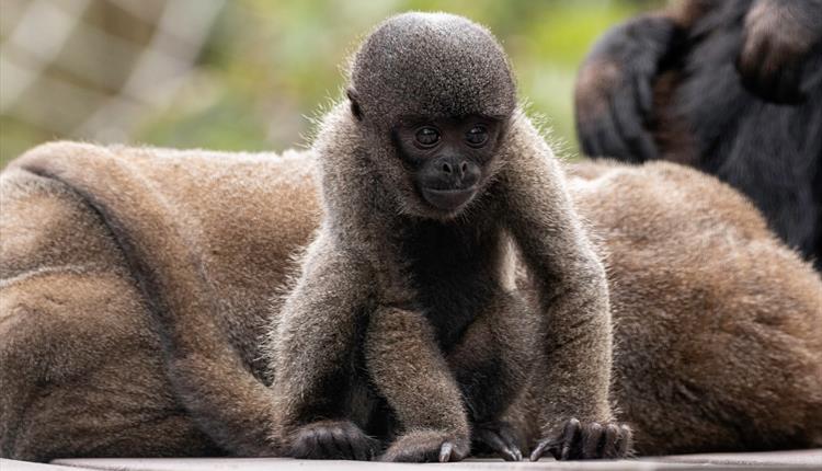 Woolly Monkey