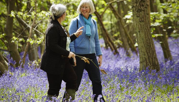 Kingston Lacy Bluebells