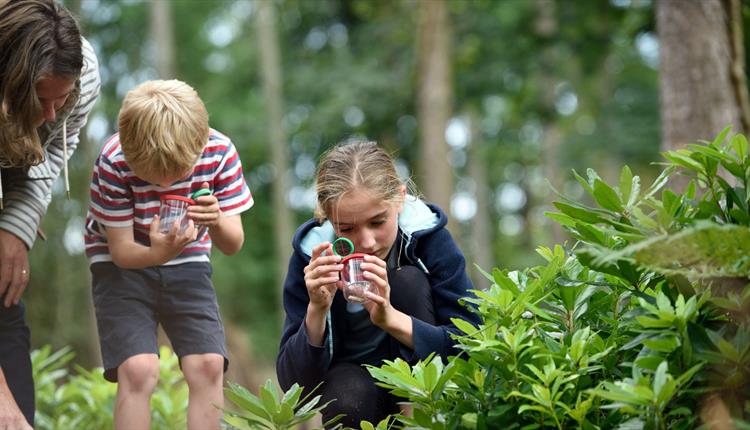 Kingston Lacy Woodland Trail