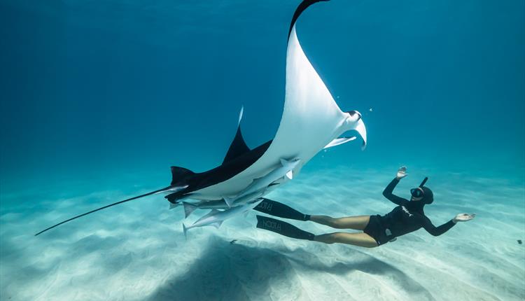 A diver underwater with a sea creature