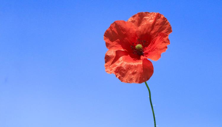 Remembrance Red Poppy standing tall with clear blue skies behind