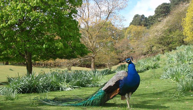 A stunning Peacock in Brownsea Islands gardens