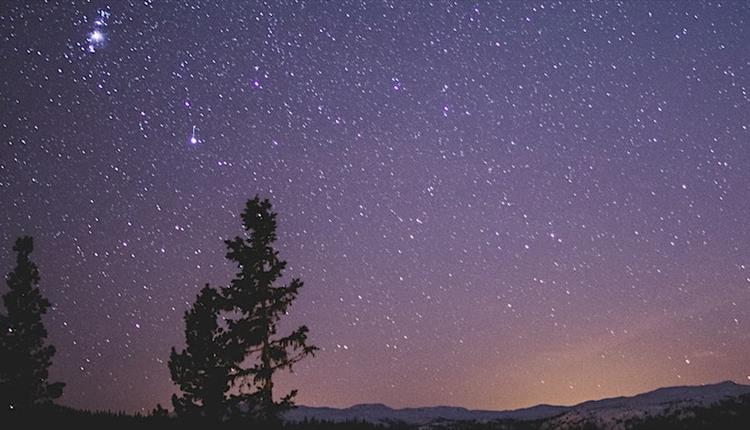 A stary night with a purple sky and two trees on the horizon with a small bit of an orange sky at the bottom right