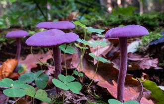 Amethyst Deceiver fungi growing in leaf litter.