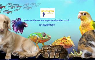 colourful image of pets including sea animals.