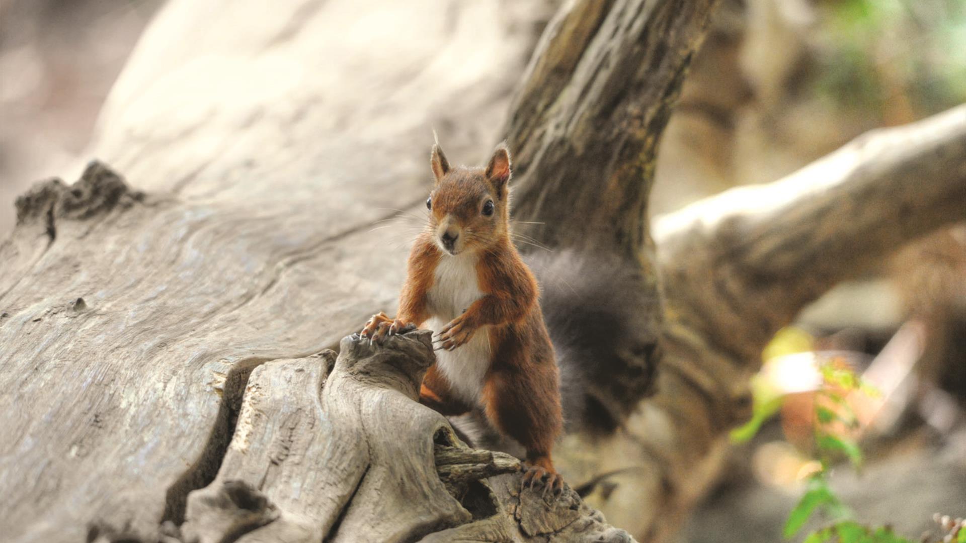 Native Brownsea Island Red squirrel with nut