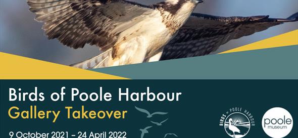 Birds of Poole Harbour, Osprey
