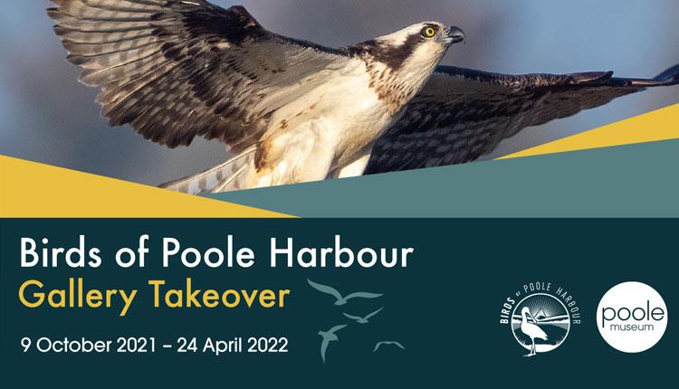 Birds of Poole Harbour, Osprey