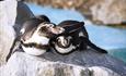 Oceanarium Bournemouth Penguins