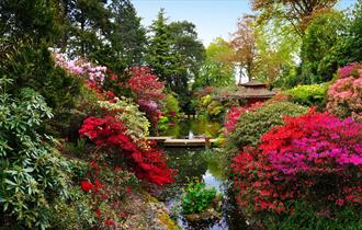 Wide shot of the beautiful bloom and lake at Compton Acres Japanese Garden