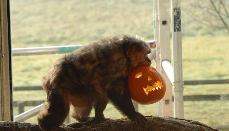 Stump tailed macaque carrying a carved pumpkin at monkey world