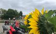 sunflower in foreground with go karts in the background