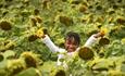 Child in sunflower field