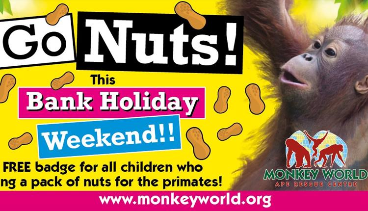 advert for go Nuts at monkey world showing infant orangutan Mimi