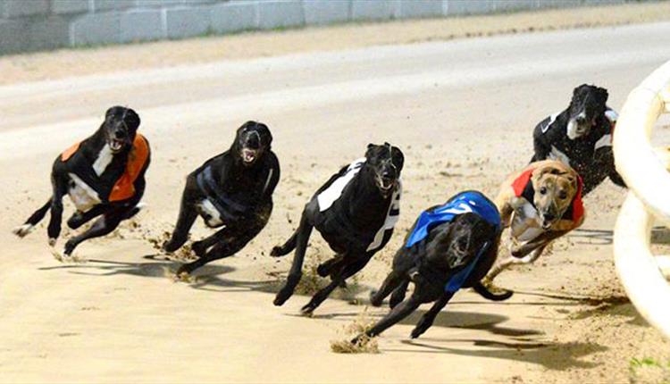 Poole Stadium Greyhounds Racing