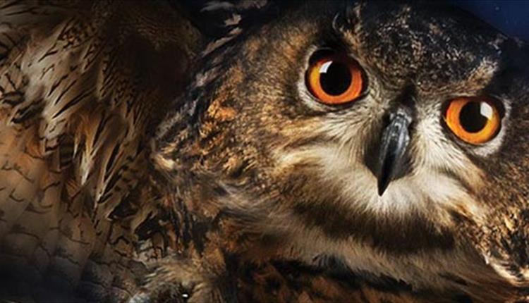 A swooping Hogwarts' Owl looks into the camera