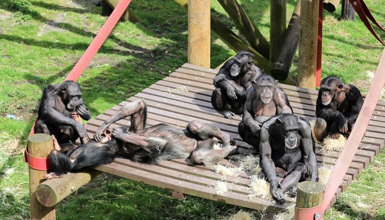A family group of chimpanzees relaxing, playing and grooming on a platform  at monkey world