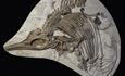 Ichthyosaur2 - Eches Collection