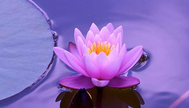 A pretty pink flower in a pool of water, floating.