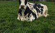 a black and white cow sitting down on grass
