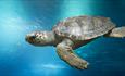 Loggerhead turtle in deep water.