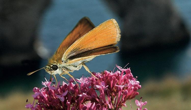 Butterfly Walks with Discover Lulworth