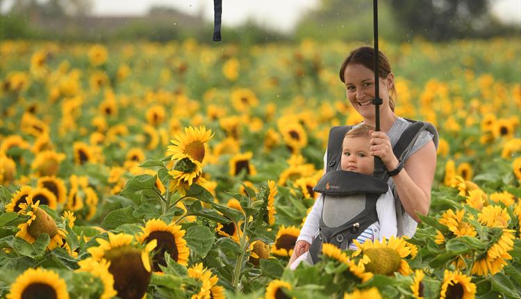 Sunflower field with woman and baby smiling