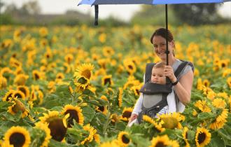 Sunflower field with woman and baby smiling
