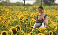 Sunflower field with woman and baby under an umbrella