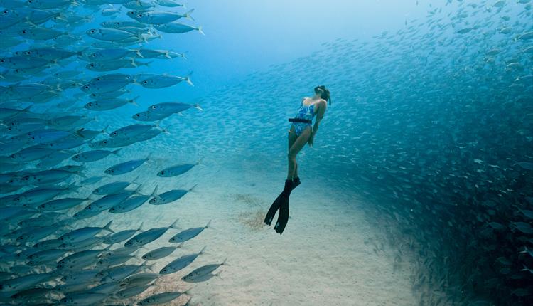 Woman diving with a school of fish swirling around her.