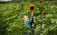 Child holding a sunflower in the air