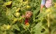 Little girl looking behind giant sunflowers