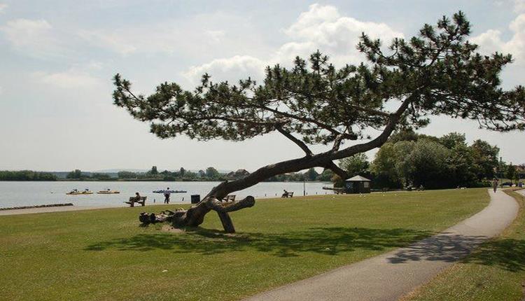 Poole Park Tree