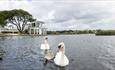 Swans paddling in the lake at Poole park