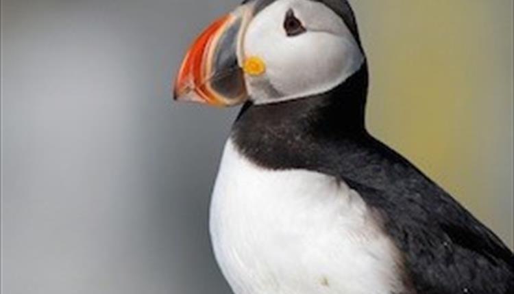 Puffin