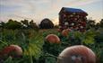 Pumpkin House in field