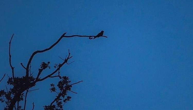 Silhouette of tree with nightjar, blue background.