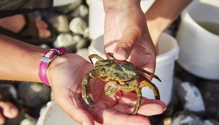 Pair of hands holding a live crab.