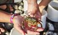 Pair of hands holding a live crab.