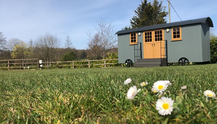 Low angle shot of the grass with daisies coming through, with one of the Sheppard's hut accommodation in the background