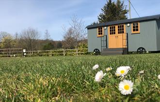 Low angle shot of the grass with daisies coming through, with one of the Sheppard's hut accommodation in the background