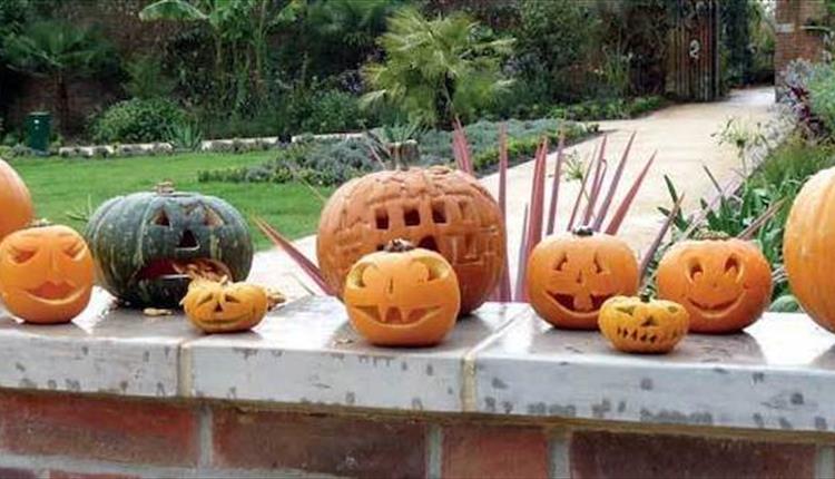 Tray of carved pumpkins on display.