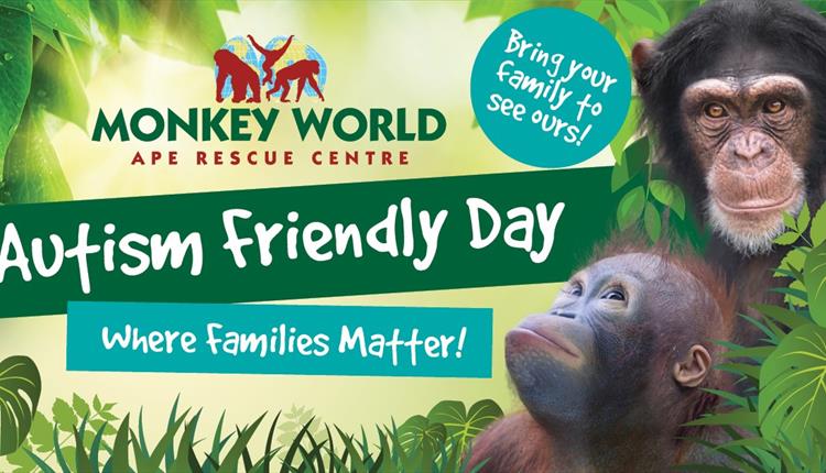 Advert for Autism Day at Monkey World, showing infant orangutan Mimi