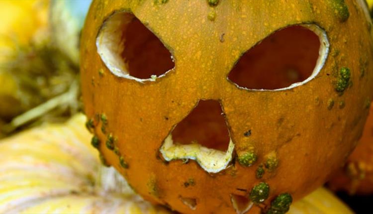 pumpkin madness at NT Brownsea Island this Halloween.