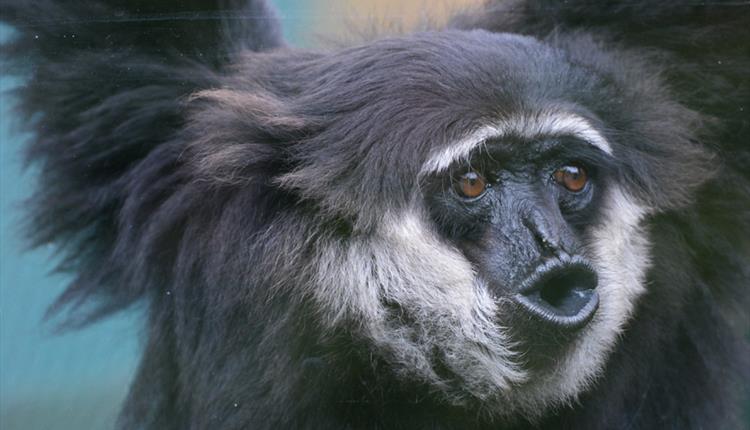 A gibbon monkey