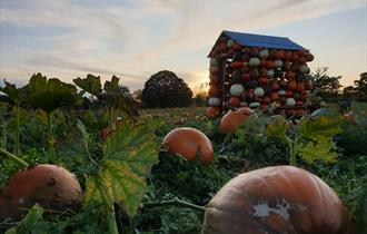Pumpkin house and pumpkins in a field