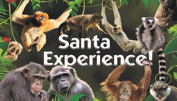Image of monkeys at Monkey World with the wording 'Santa Experience' in the middle.