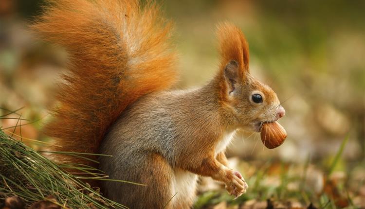 Red Squirrel pictured eating a nut outdoors.
