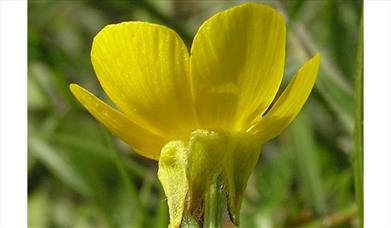 A yellow flower on Portsdown Hill